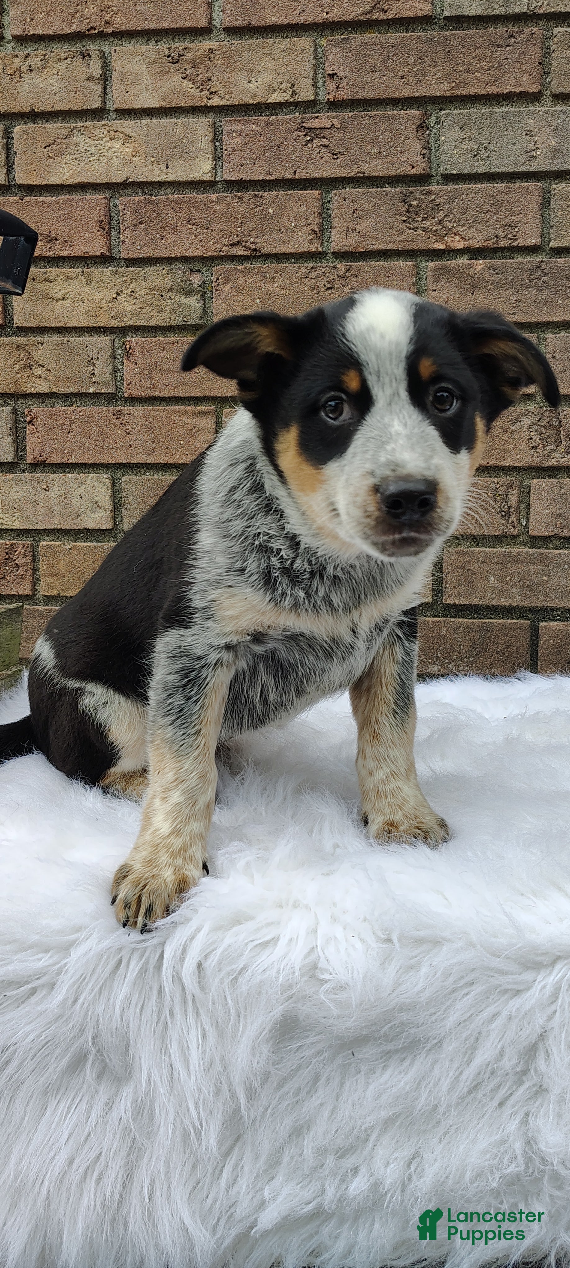 Mixed Breed dogs Banjo - Ad 1