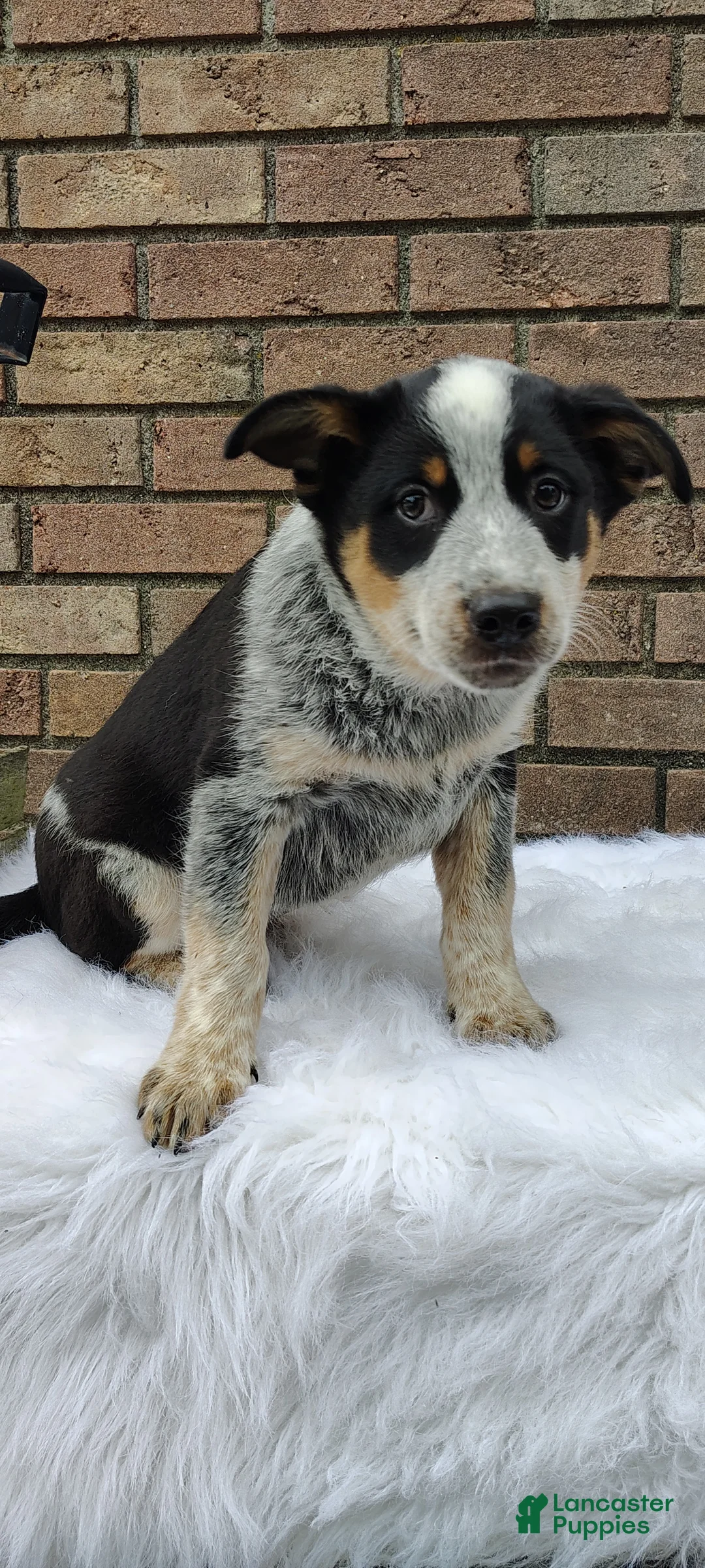 Mixed Breed dogs for sale: Banjo - Ad 1