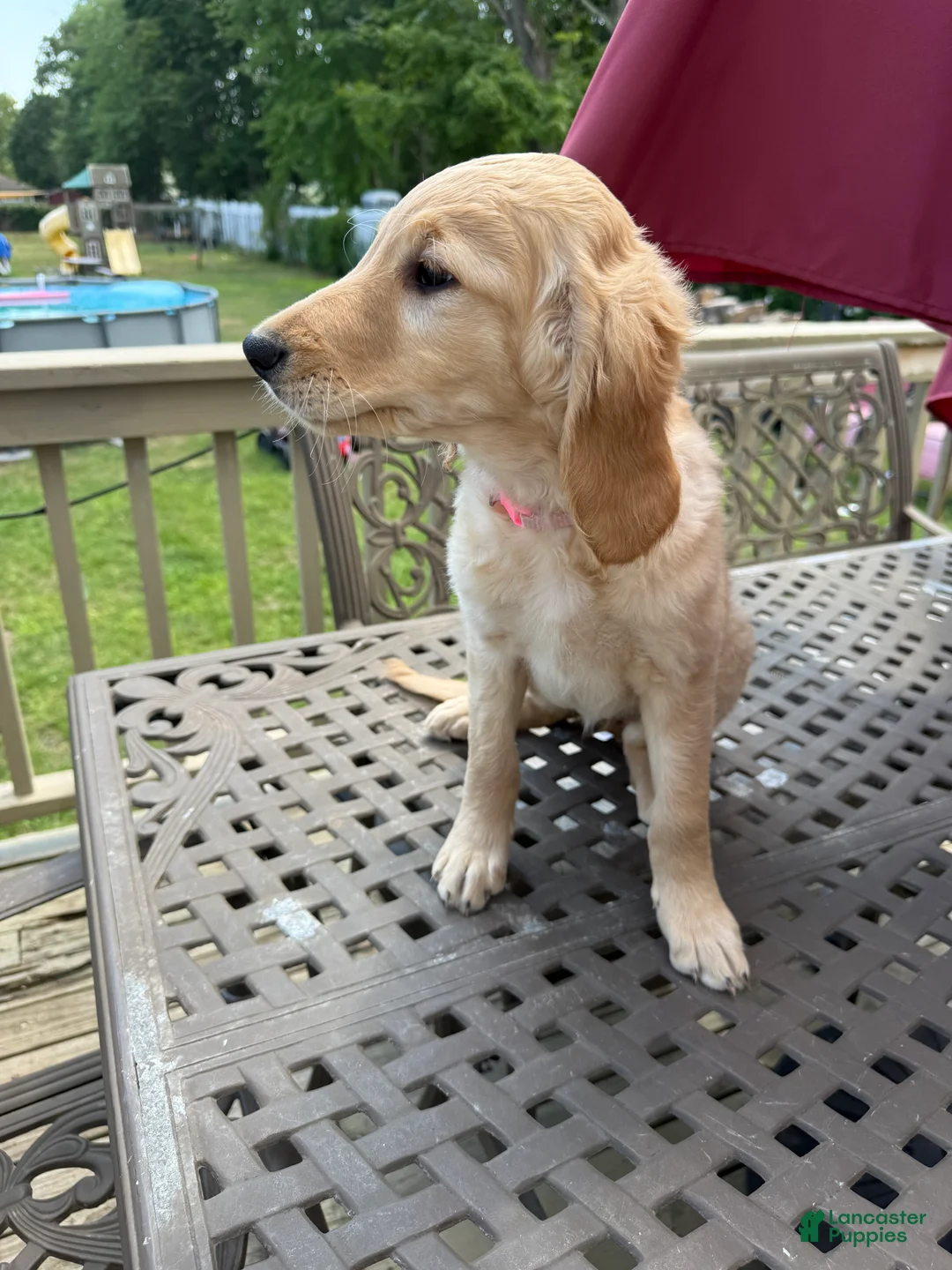 Goldendoodle dogs for sale: Ruth - Ad 1