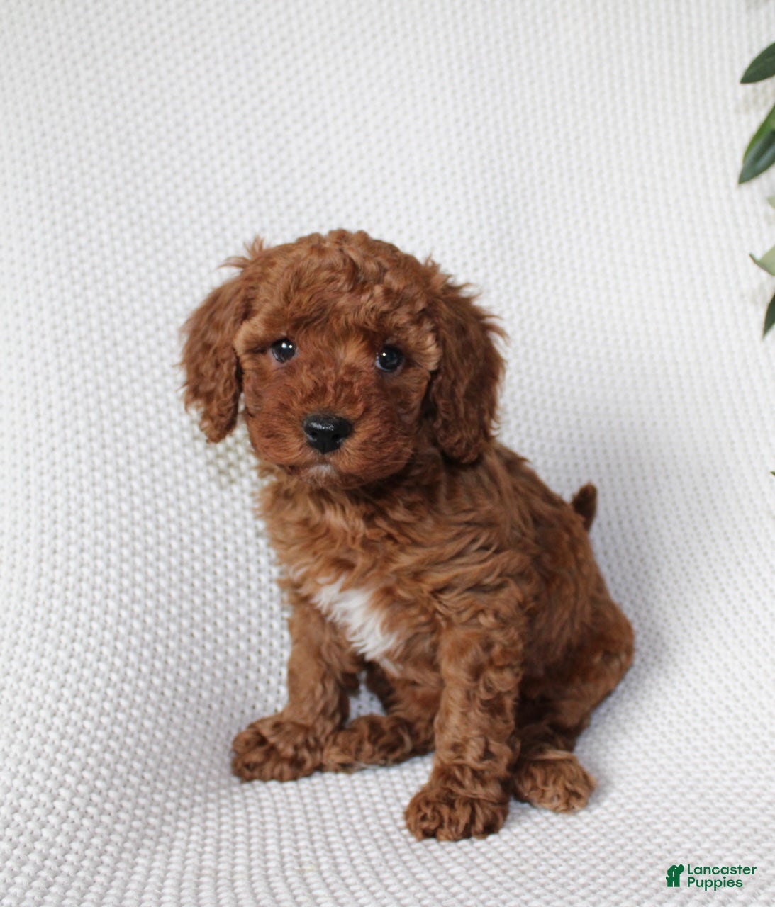 Cavapoo dogs Izzy - Ad 1