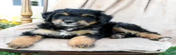 Mini Bernedoodle dogs for sale: Scout - Ad 4