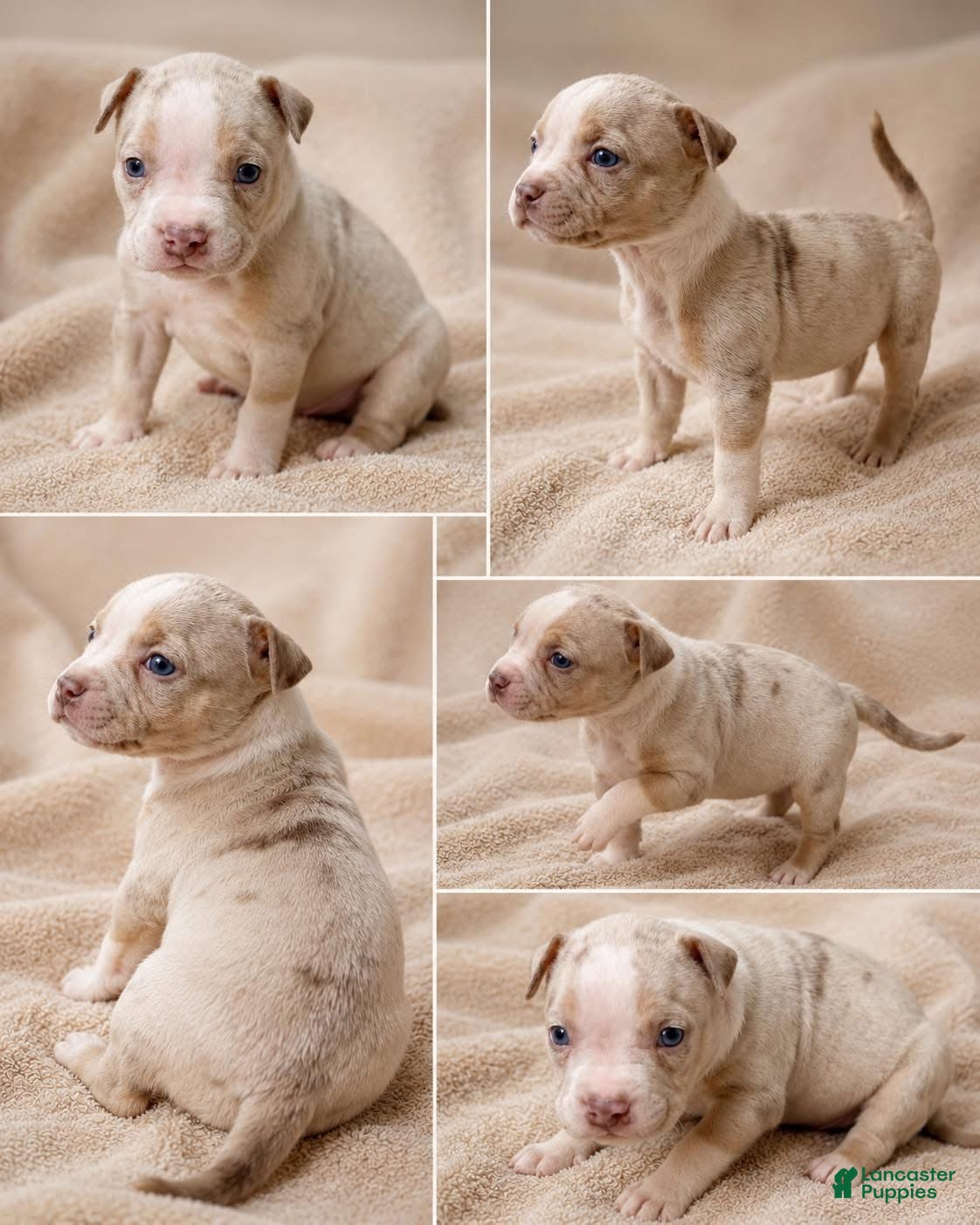 Mixed Breed Puppy 4