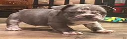 French Bulldog dogs for sale: Oreo - Ad 5