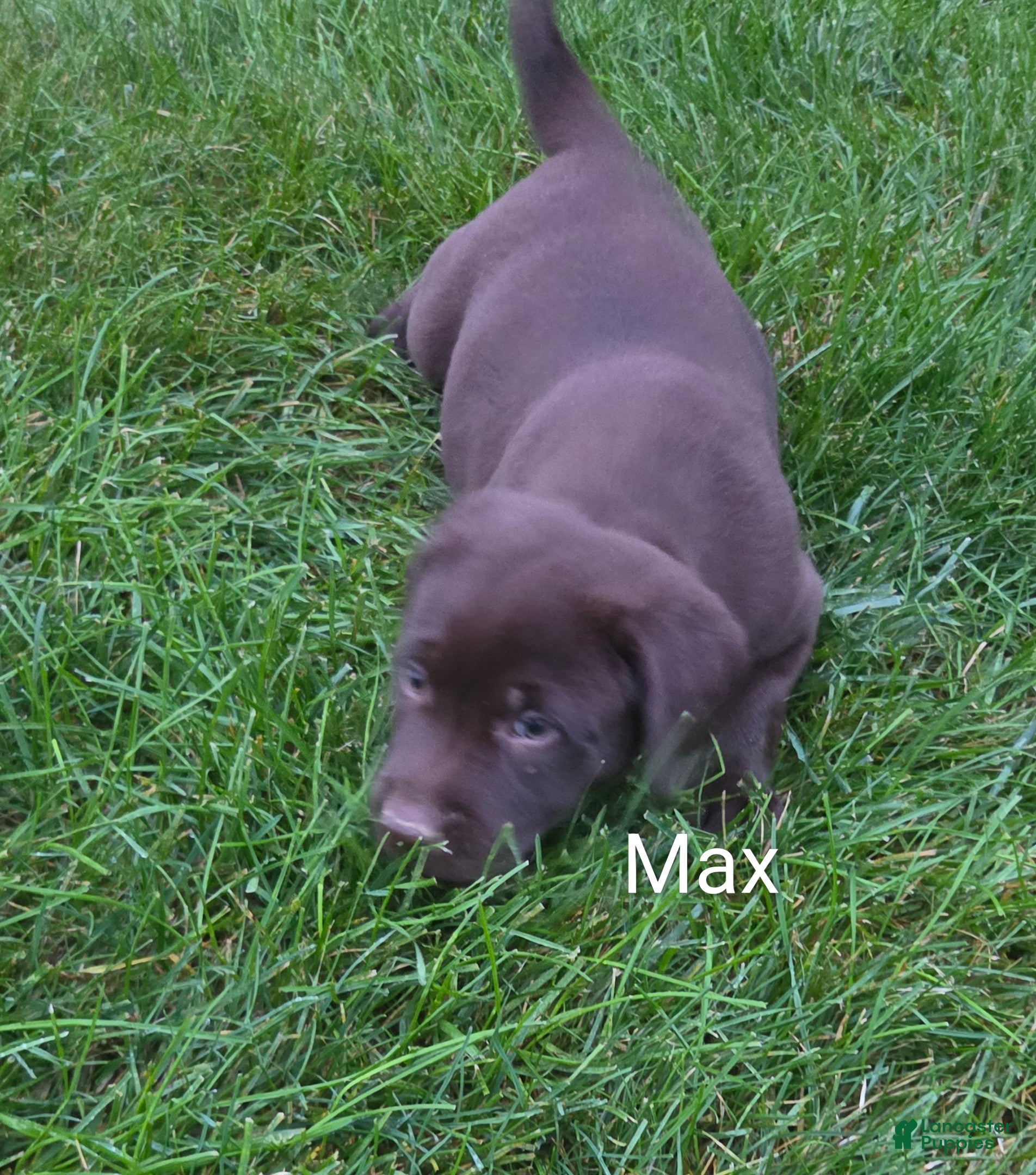Labrador Retriever dogs Labrador Retriever 2Max - Ad 2