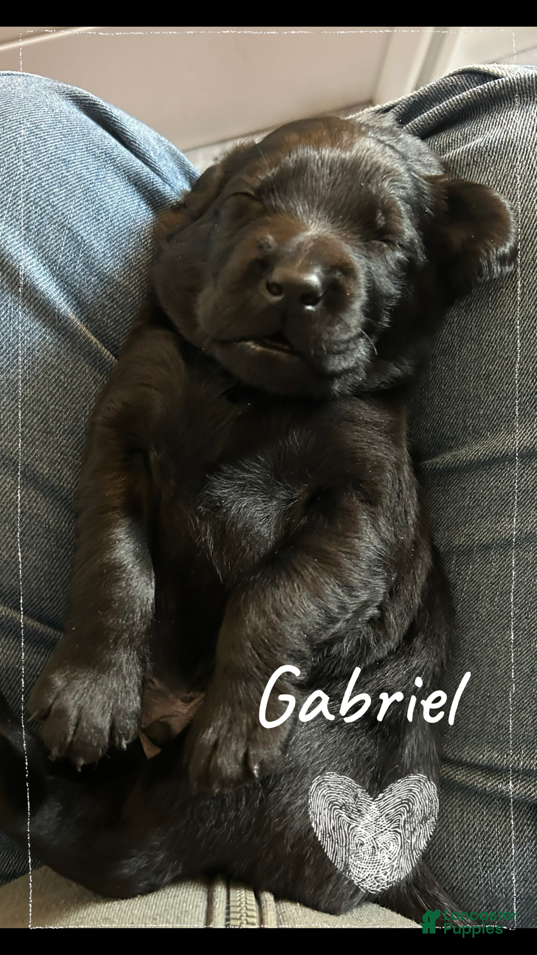 Mixed Breed dogs Golden Labradoodle Puppy 2 - Ad 23