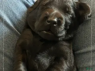 Mixed Breed dogs Golden Labradoodle Puppy 2 - Ad 23