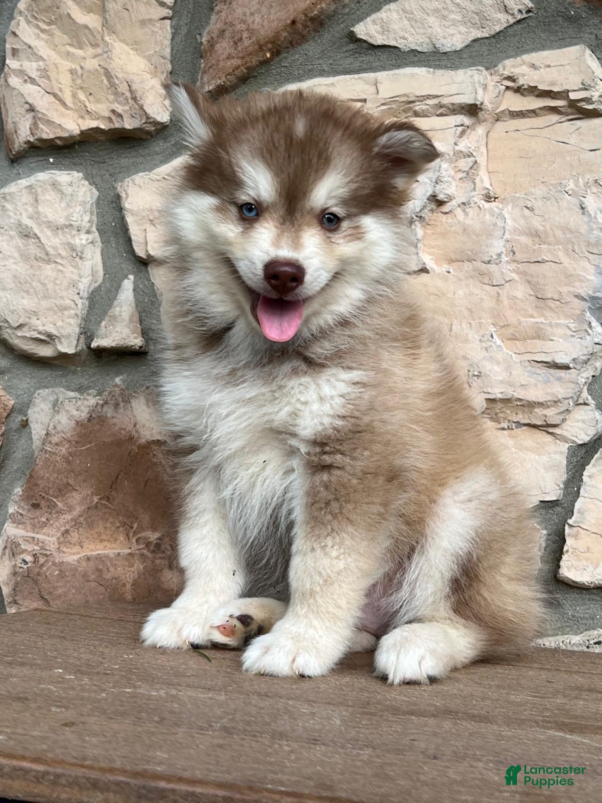 Pomsky dogs Zack - Ad 1