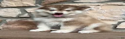 Pomsky dogs for sale: Zack - Ad 1