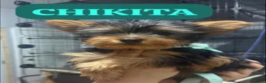 Yorkshire Terrier 2