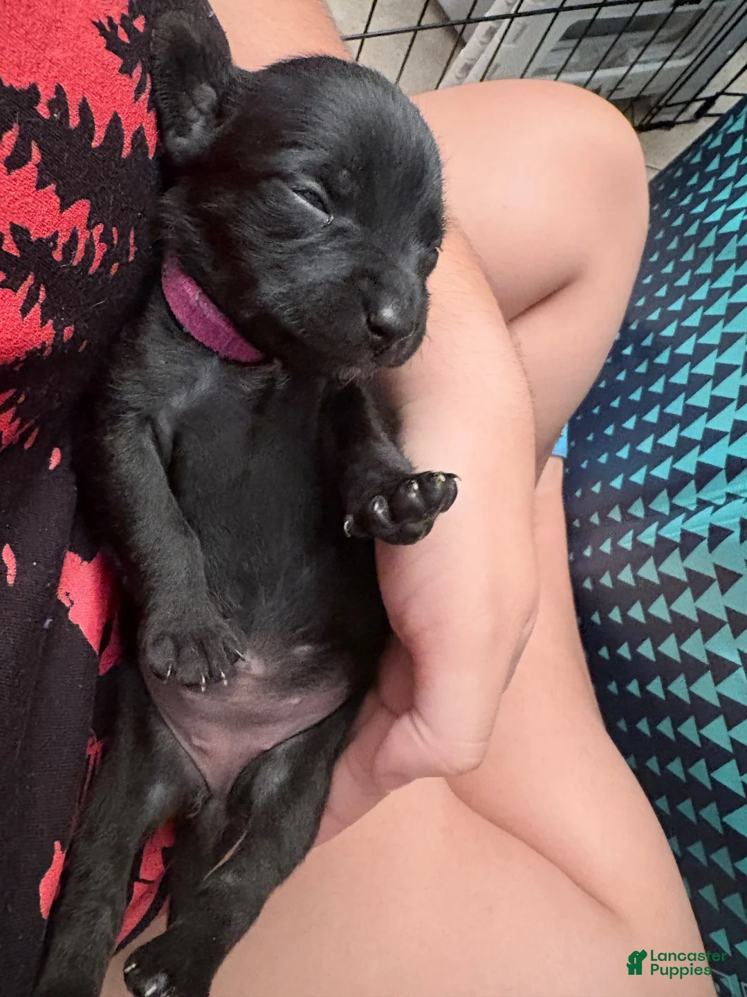 Mixed Breed dogs for sale: Mixed Breed 1 - Ad 8