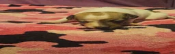 Chihuahua dogs for sale: Diane  - Ad 20