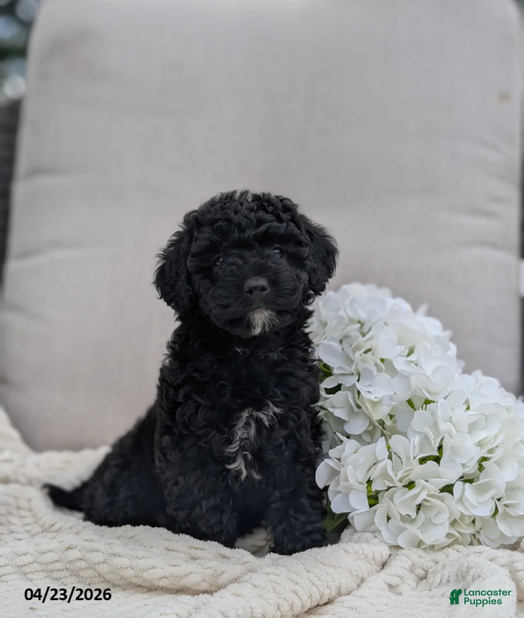 Whoodle dogs for sale: Wendy - Ad 1