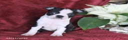 Boston Terrier dogs for sale: Bella   - Ad 2