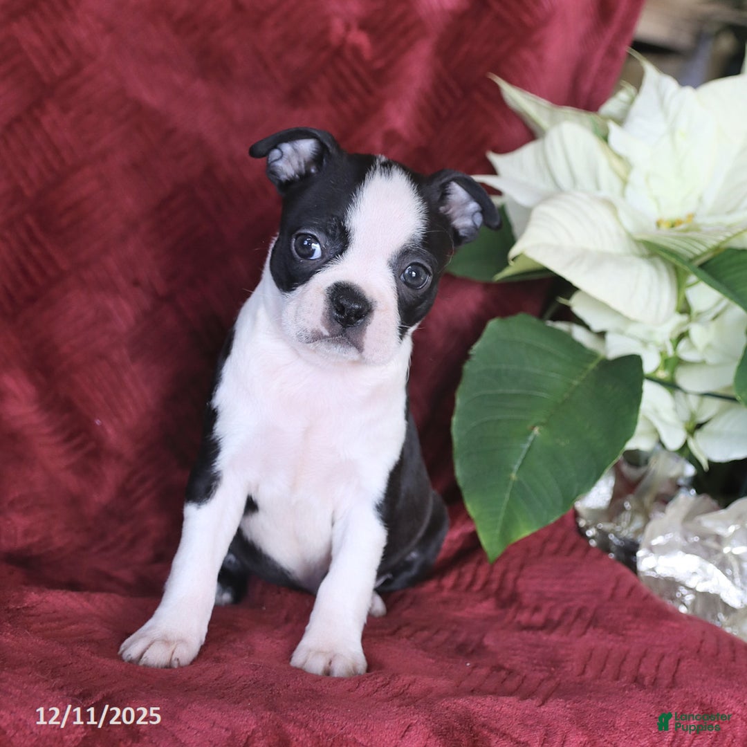 Boston Terrier dogs for sale: Bella   - Ad 2