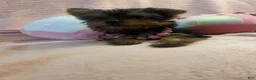 Yorkshire Terrier dogs for sale: Yorkshire Terrier 1 - Ad 8