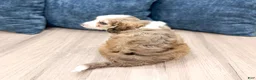 Cavapoo dogs for sale: Wally - Ad 5