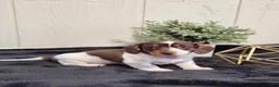 Dachshund dogs for sale: Aspen - Ad 1