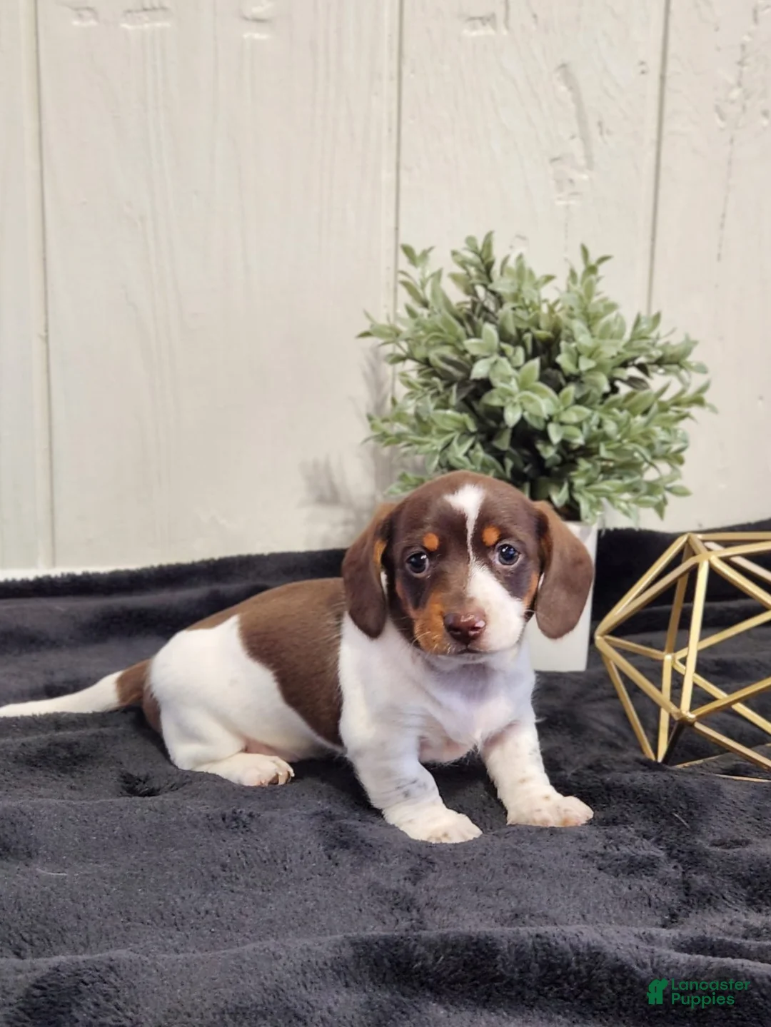 Dachshund dogs for sale: Aspen - Ad 1