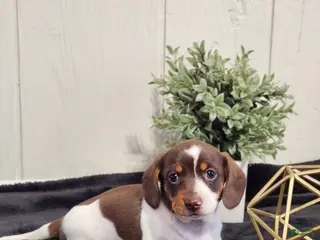 Dachshund dogs for sale: Aspen - Ad 4