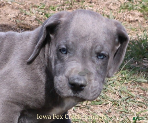 Great Dane dogs Heather - Ad 1