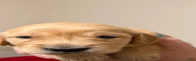Golden Retriever 7