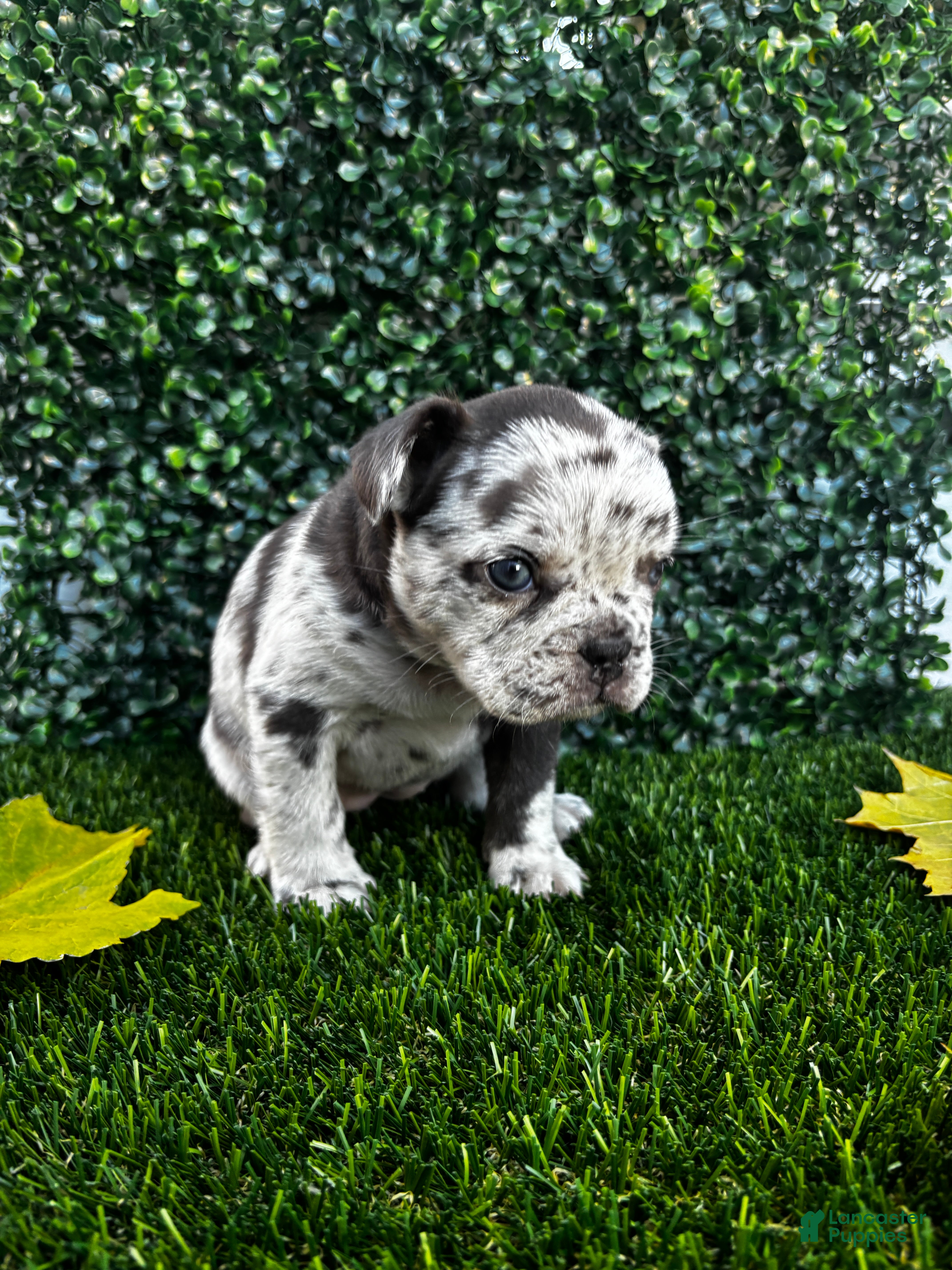 French Bulldog dogs Rain - Ad 38