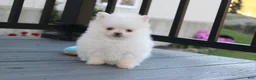 Pomeranian dogs for sale: Mochi - Ad 16
