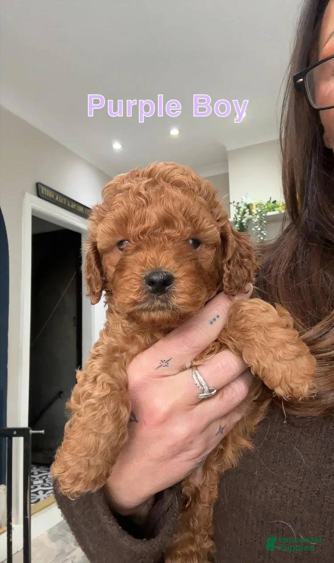 Cavapoo dogs for sale: Kenny - Ad 13