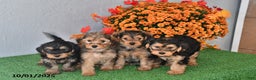 Yochon dogs for sale: Milo - Ad 3