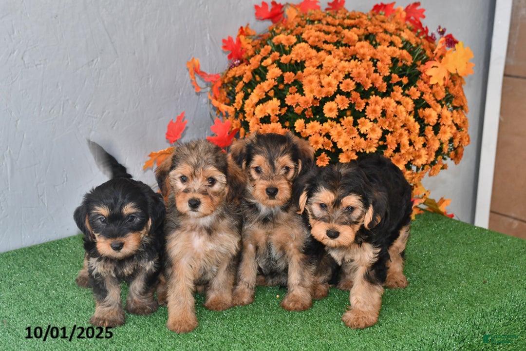 Yochon dogs for sale: Milo - Ad 3