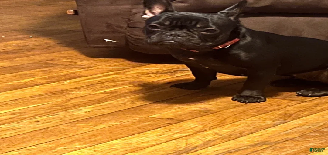 Gallery Image {{count}}