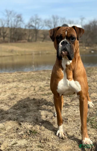 Gallery Image {{count}}