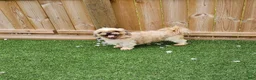 Teddy Bear dogs for sale: Lucas - Ad 28