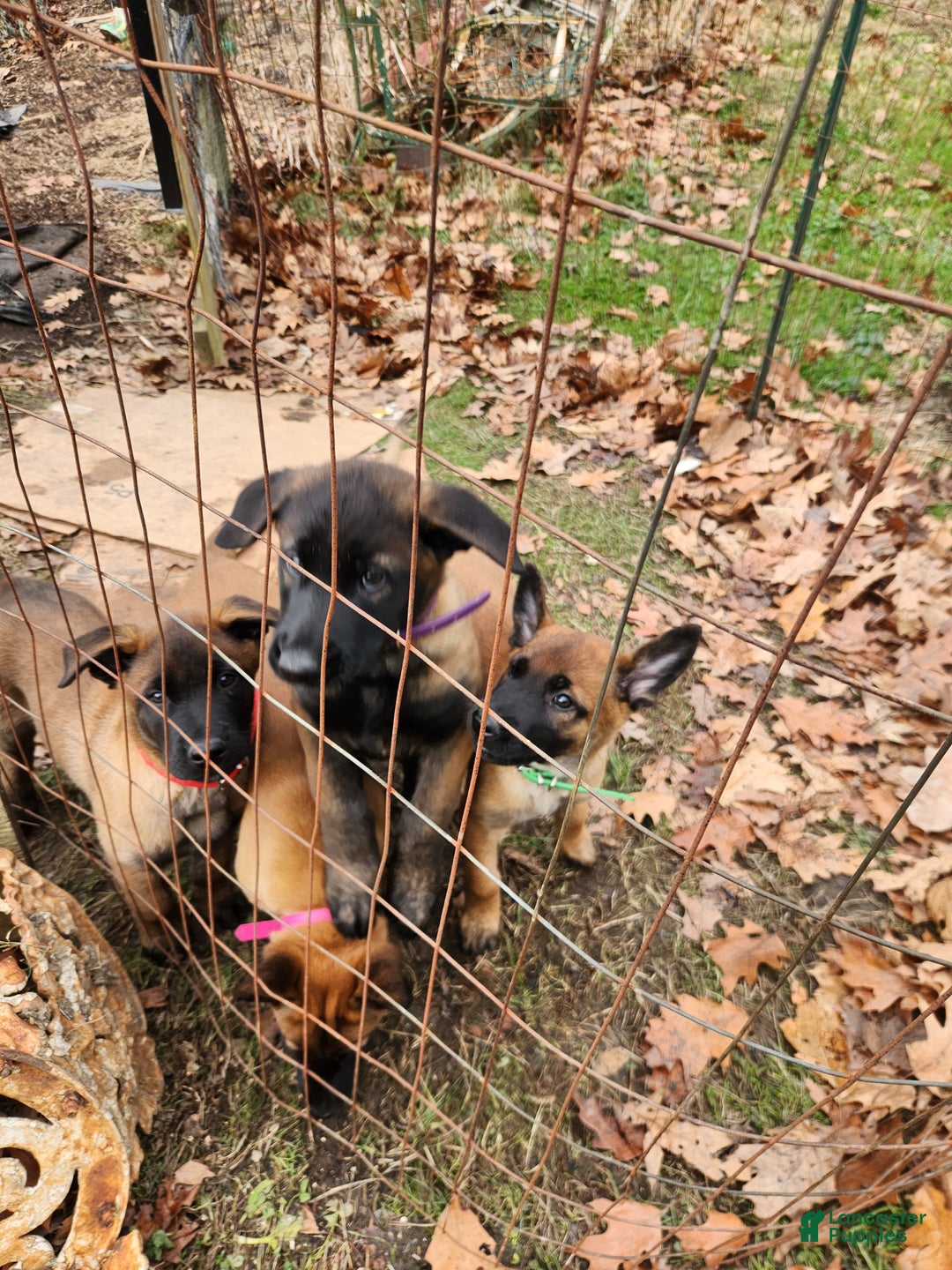 Belgian Malinois dogs for sale: Dark Green  - Ad 9