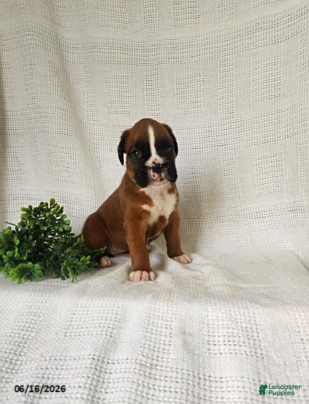 Boxer dogs Callie - Ad 2