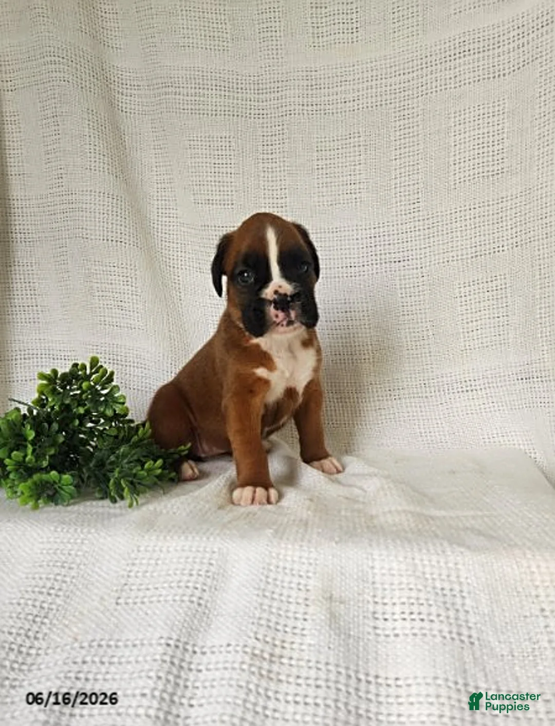 Boxer dogs for sale: Callie - Ad 2