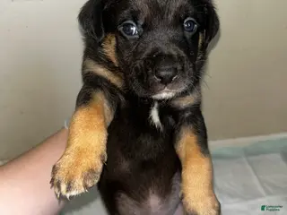 Mixed Breed dogs Mixed Breed Puppy 2 - Ad 1