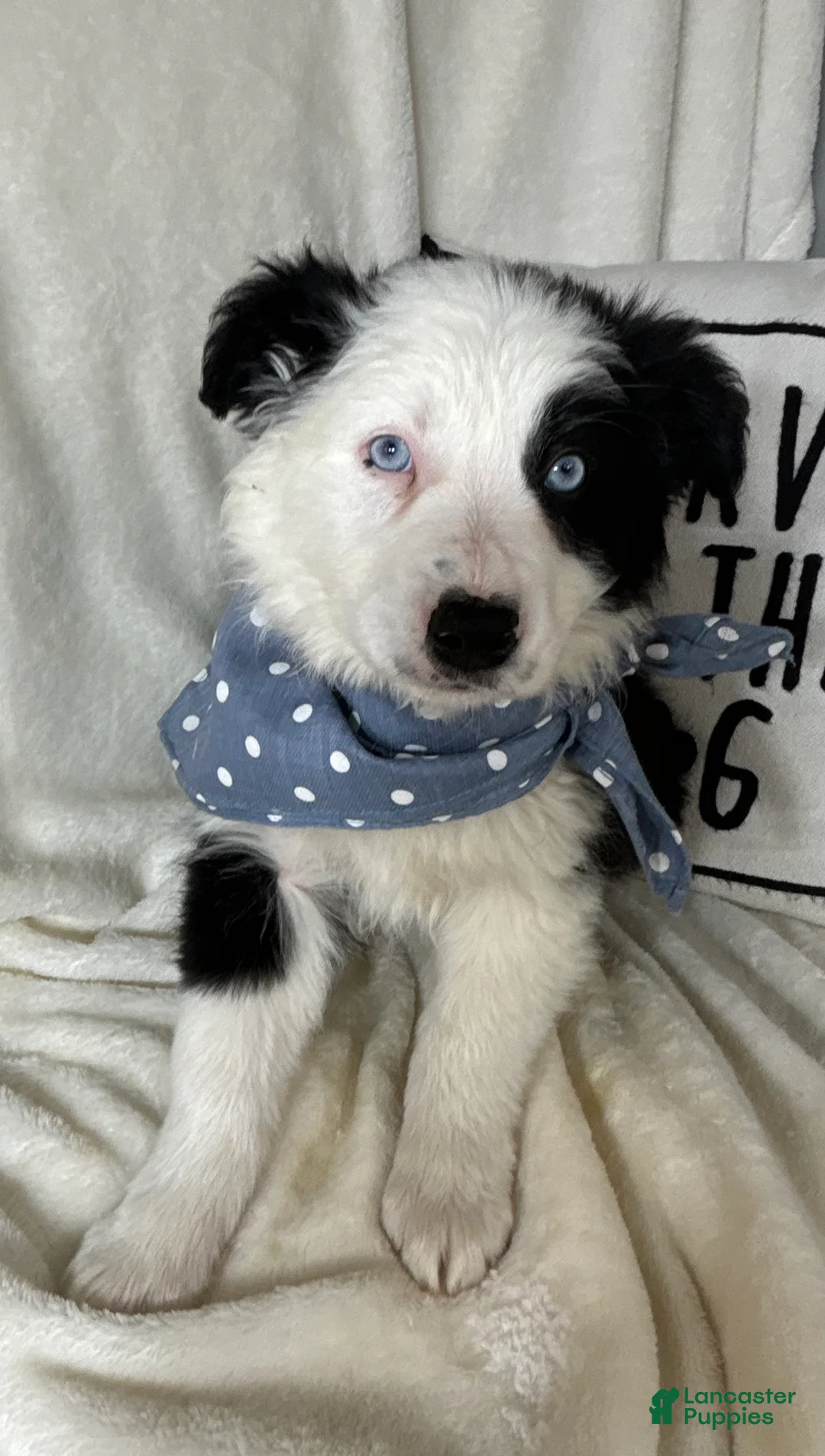 Australian Shepherd dogs for sale: Bingo - Ad 2