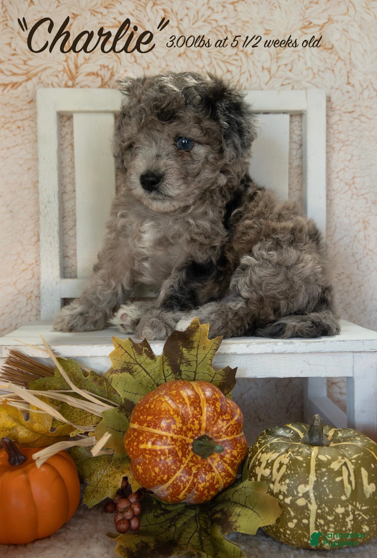 Bernedoodle dogs for sale: Charlie - Ad 23