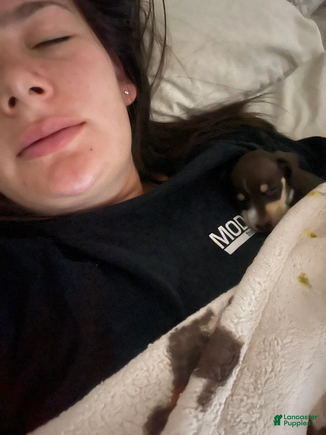 Miniature Dachshund dogs for sale: Mocha - Ad 6