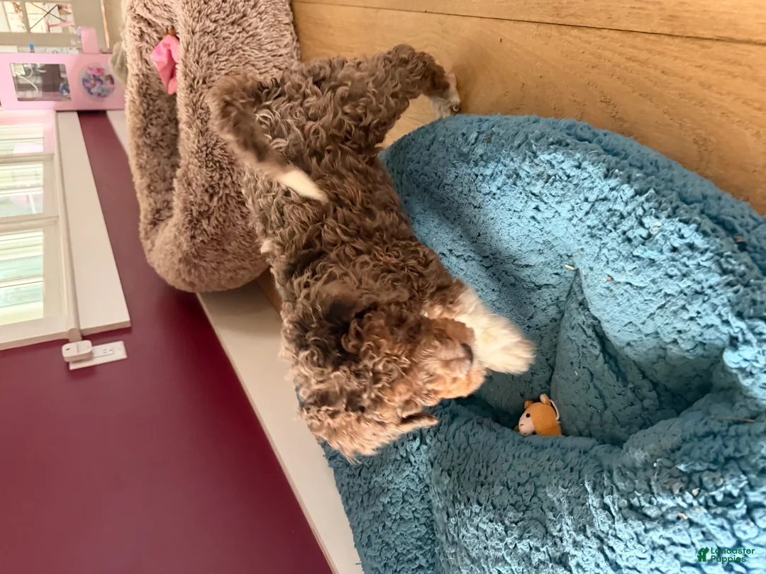 Bernedoodle dogs for sale: GINGER - Ad 2