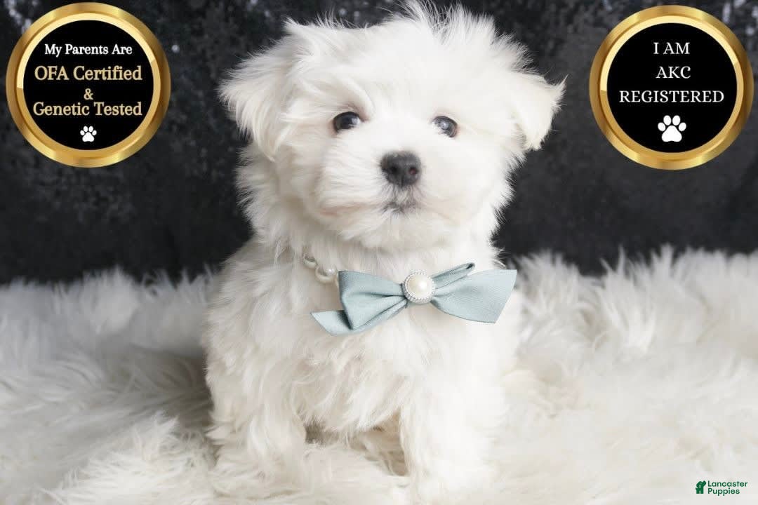 Maltese dogs Leo - Ad 16