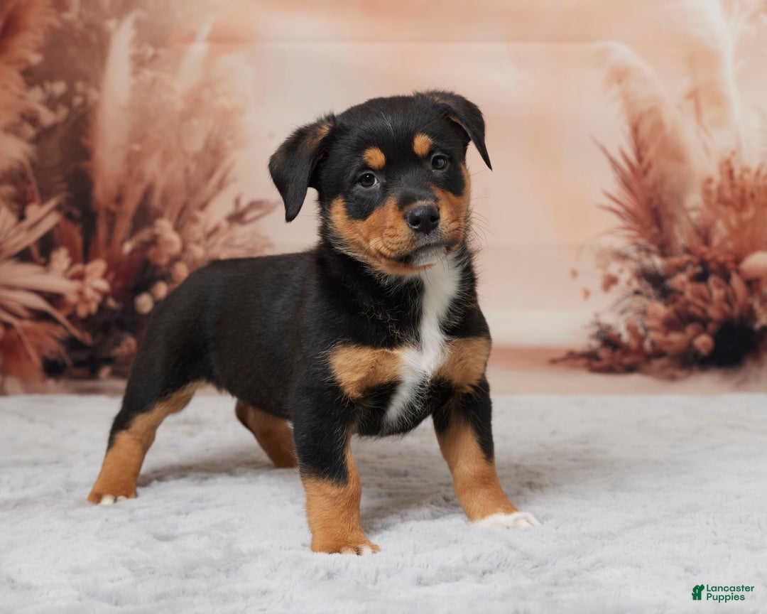 Hallie for sale in Millersburg Lancaster Puppies