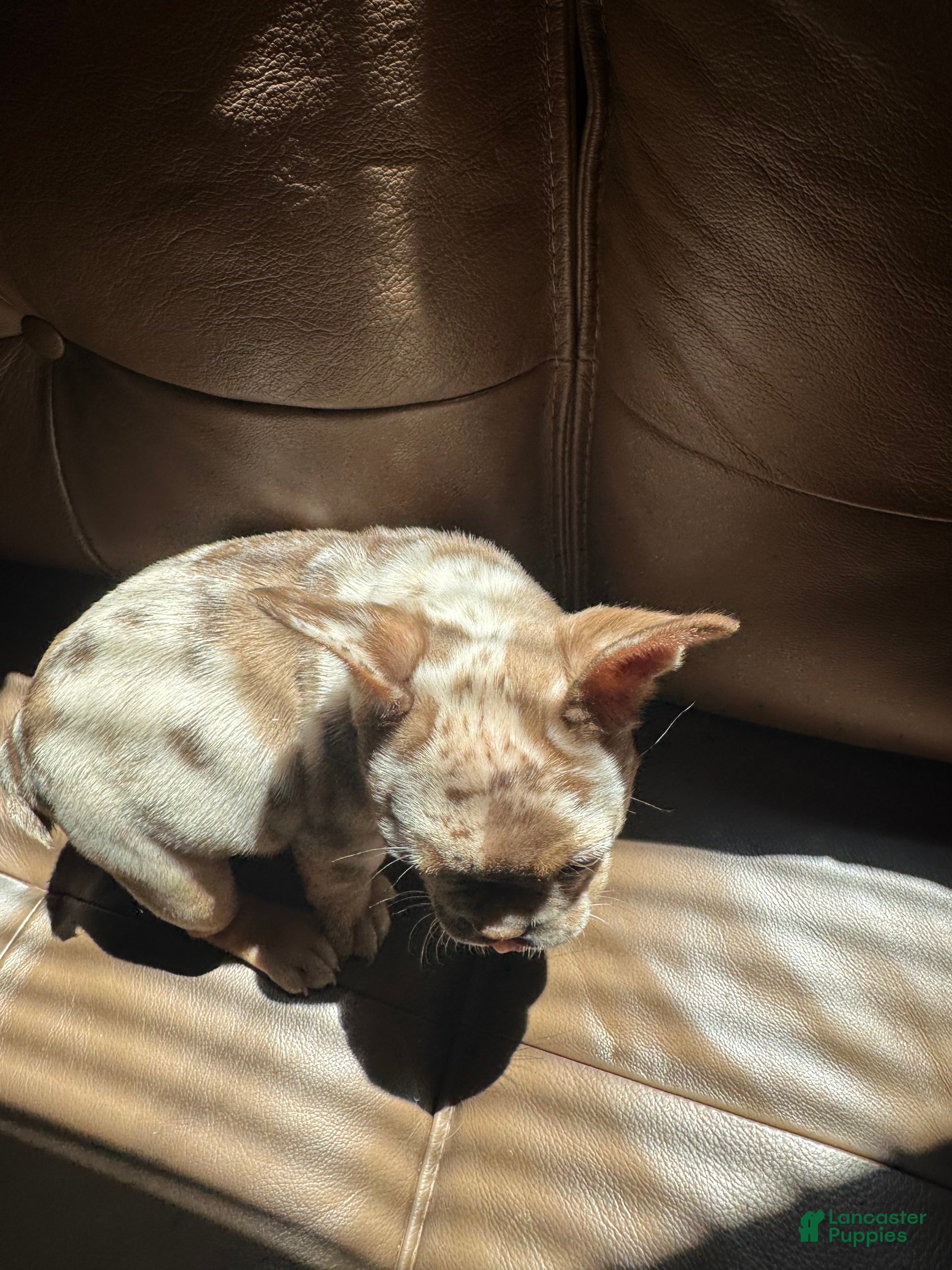 French Bulldog dogs DEATH BECOMES HER - Ad 2