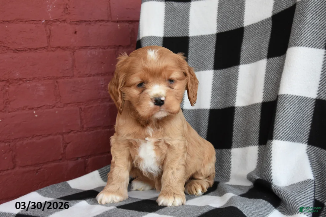 English Cocker Spaniel dogs for sale: Sandy - Ad 2