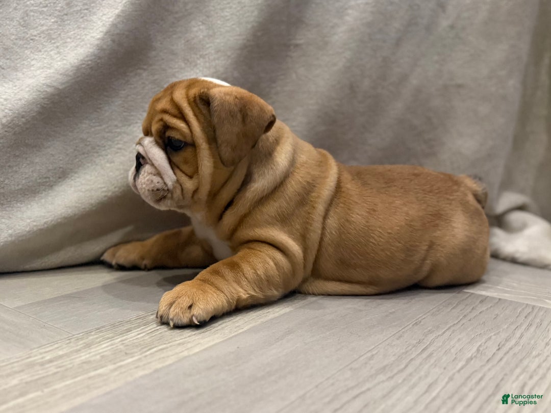 English Bulldog dogs for sale: Martha may - Ad 3