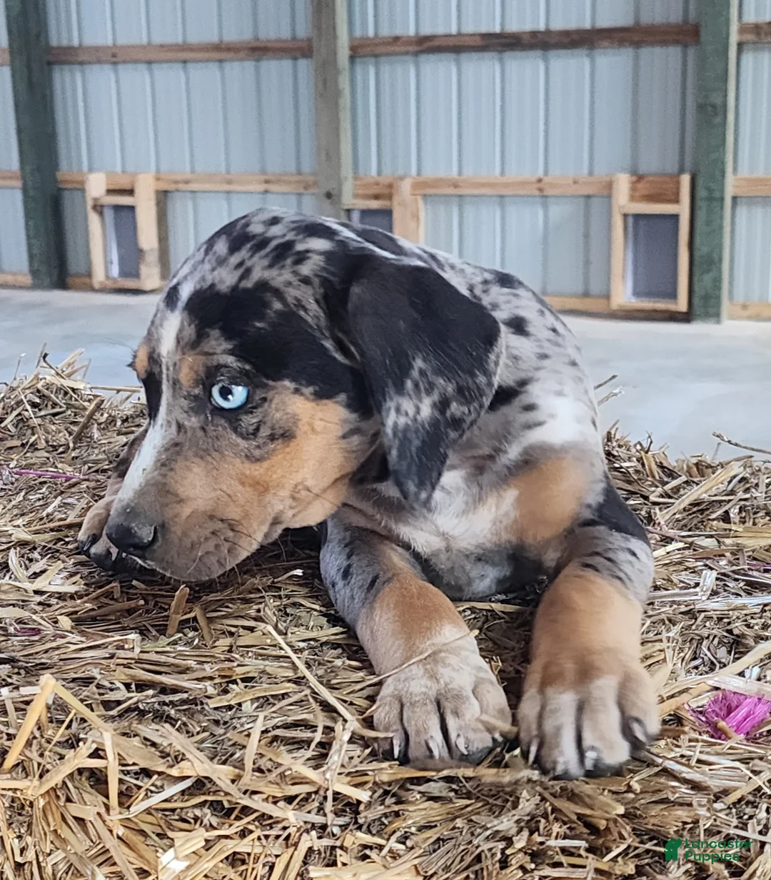 Catahoula Leopard Dog dogs for sale: Duchess 2026 Male 5 - Ad 2