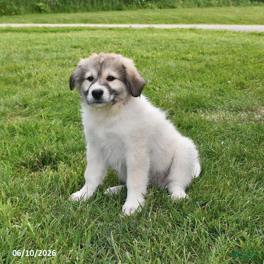 Mixed Breed dogs Bowan - Ad 2