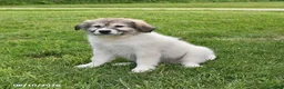 Mixed Breed dogs for sale: Bowan - Ad 6