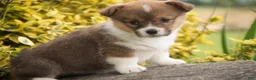 Welsh Corgi Pembroke dogs for sale: Jessie - Ad 4